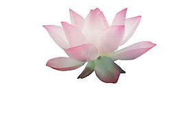 粉色荷花圖案元素