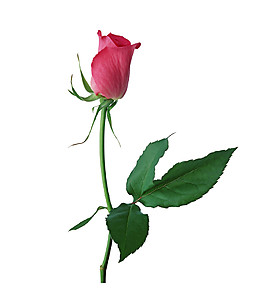 簡約紅玫瑰花枝圖案