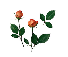 高清玫瑰花枝实物图