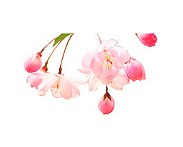 唯美粉色花朵图案