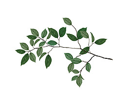 簡約樹枝圖案元素