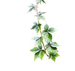 簡約花藤圖案元素