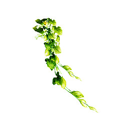 簡(jiǎn)約綠色花藤圖案