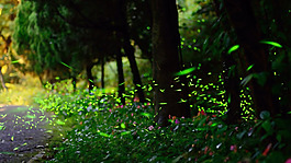 清新綠色森林淘寶全屏banner背景