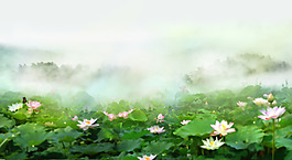 清新荷花淘寶全屏banner背景