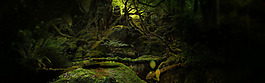 綠色森林淘寶全屏banner背景