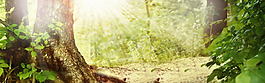清新綠色大樹淘寶全屏banner背景