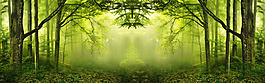 清新大树森林淘宝全屏banner背景