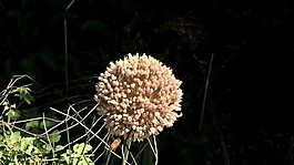 花朵下的蜜蜂视频素材