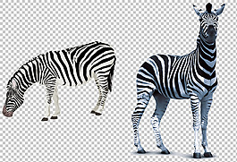 斑馬創意畫免摳png透明圖層素材