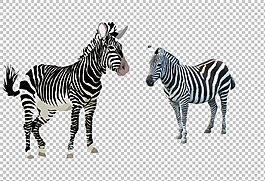 斑馬動物圖片免摳png透明圖層素材