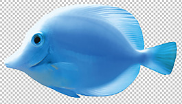 漂亮藍色熱帶魚免摳png透明圖層素材