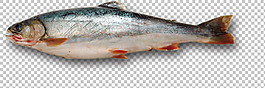 淡水魚圖片免摳png透明圖層素材