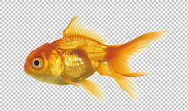 漂亮的金魚免摳png透明圖層素材