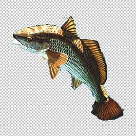 热带鱼免抠png透明图层素材