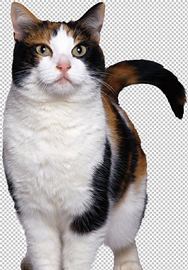 可爱小猫图片免抠png透明图层素材