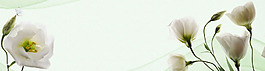 清新白色花朵淘寶全屏banner背景