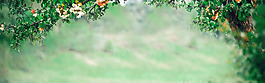 清新綠色植物淘寶全屏banner背景