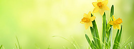 清新黄色花朵淘宝全屏banner背景