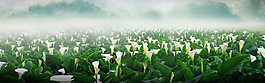 清新植物花朵淘寶全屏banner背景