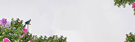 清新粉色花朵淘寶全屏banner背景