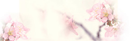梦幻粉色花朵淘宝全屏banner背景