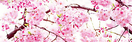 清新花朵春季淘寶全屏banner背景