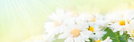 清新白色花朵淘寶全屏banner背景