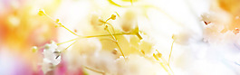 夢幻黃色花朵淘寶全屏banner背景