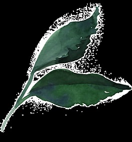 免扣樹(shù)葉裝飾素材