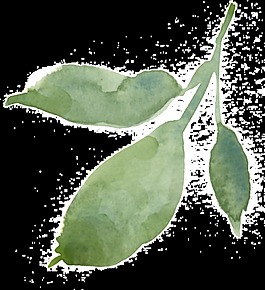 手绘树叶透明装饰素材