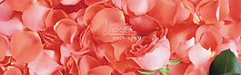 浪漫紅色花瓣淘寶全屏banner背景