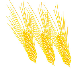 手繪小麥插圖