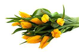 黃色郁金香花朵png元素素材