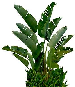 綠色綠植png元素素材