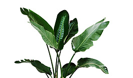 綠色綠植葉子png元素素材
