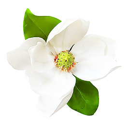白色花朵綠植png元素素材