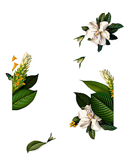 綠植白色花朵裝飾png元素素材