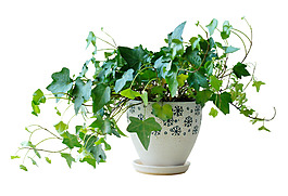 綠色葉子綠植png元素素材