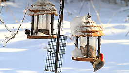 雪地鳥兒覓食動態視頻