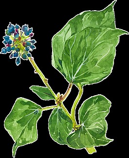 水彩简约植物装饰透明素材