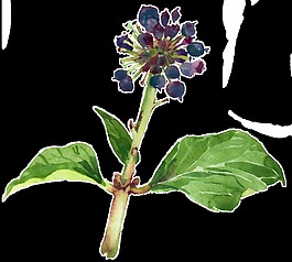 盛開(kāi)花卉果子裝飾透明素材