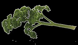 綠色植物透明素材
