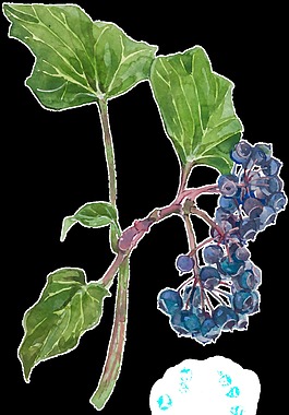 水彩精致花卉裝飾透明素材
