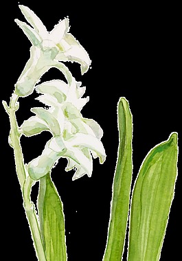 盛開(kāi)郁金香裝飾透明素材