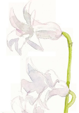 節(jié)日郁金香花朵裝飾透明素材