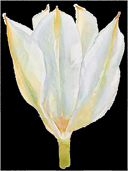 芬芳手绘水彩花朵装饰透明素材