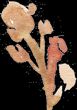 水彩花素材