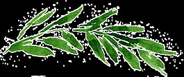 水彩葉子素材