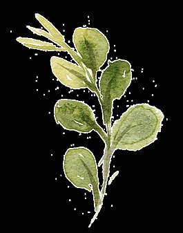 水彩手繪葉子素材